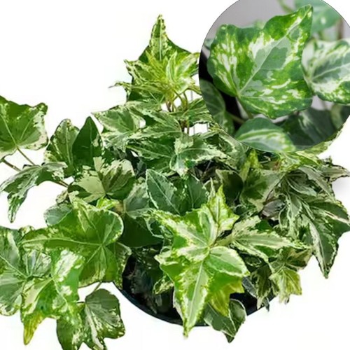 Hedera helix 'Kolibri Mint' - Harilik luuderohi 'Kolibri Mint' 